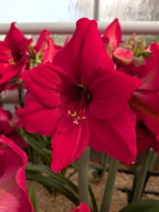 Close-up of a vibrant red Pleasure Amaryllis in bloom, with more red amaryllis flowers and green stems in the background, all showcased inside a greenhouse.