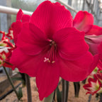 A close-up of the Pleasure Amaryllis in bloom showcases its vibrant red petals and prominent stamens, set in a greenhouse with lush green leaves and more flowers in the background.