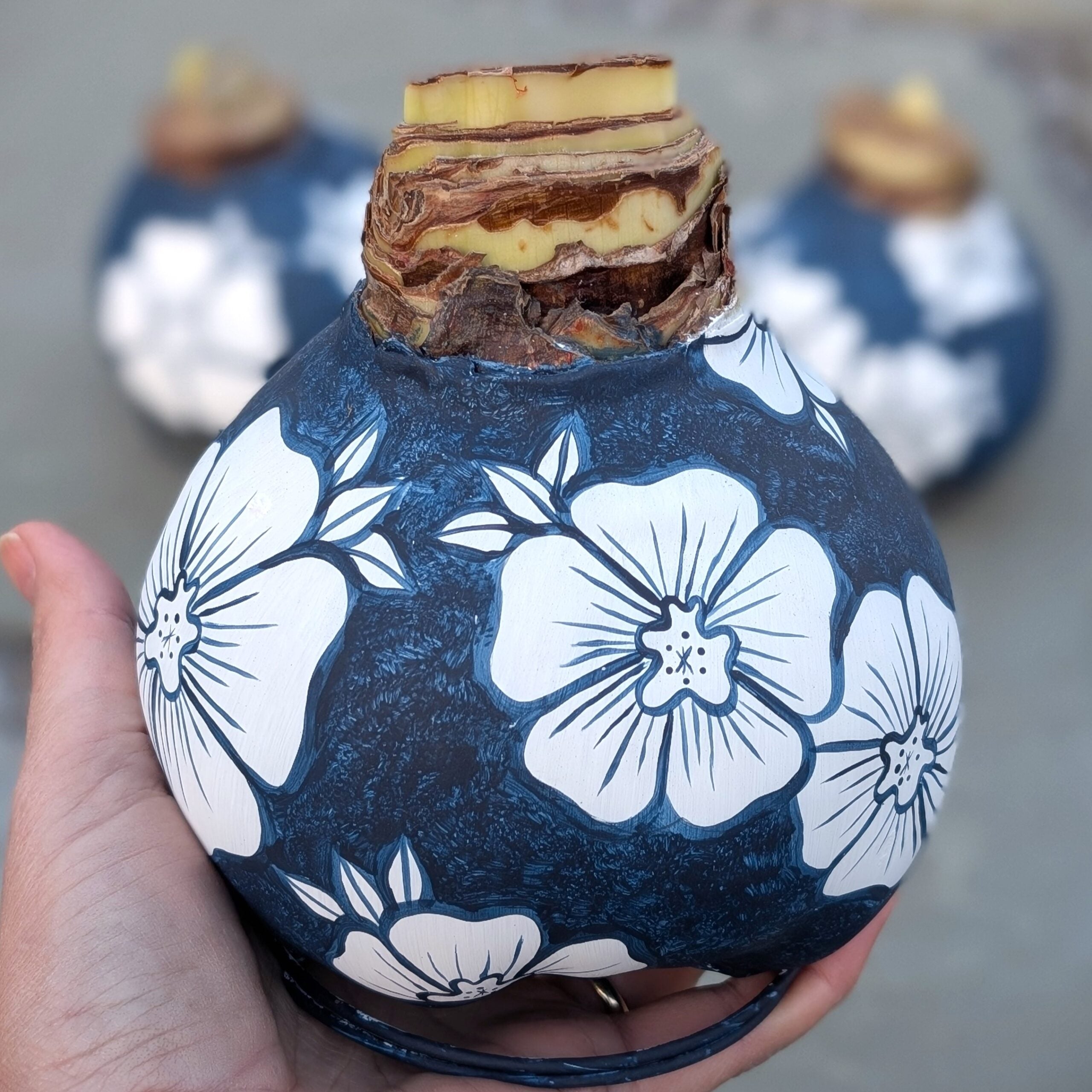 Hand painted Floral Jumbo Waxed Amaryllis Bulb from Peru will produce multiple stalks of red blooms.