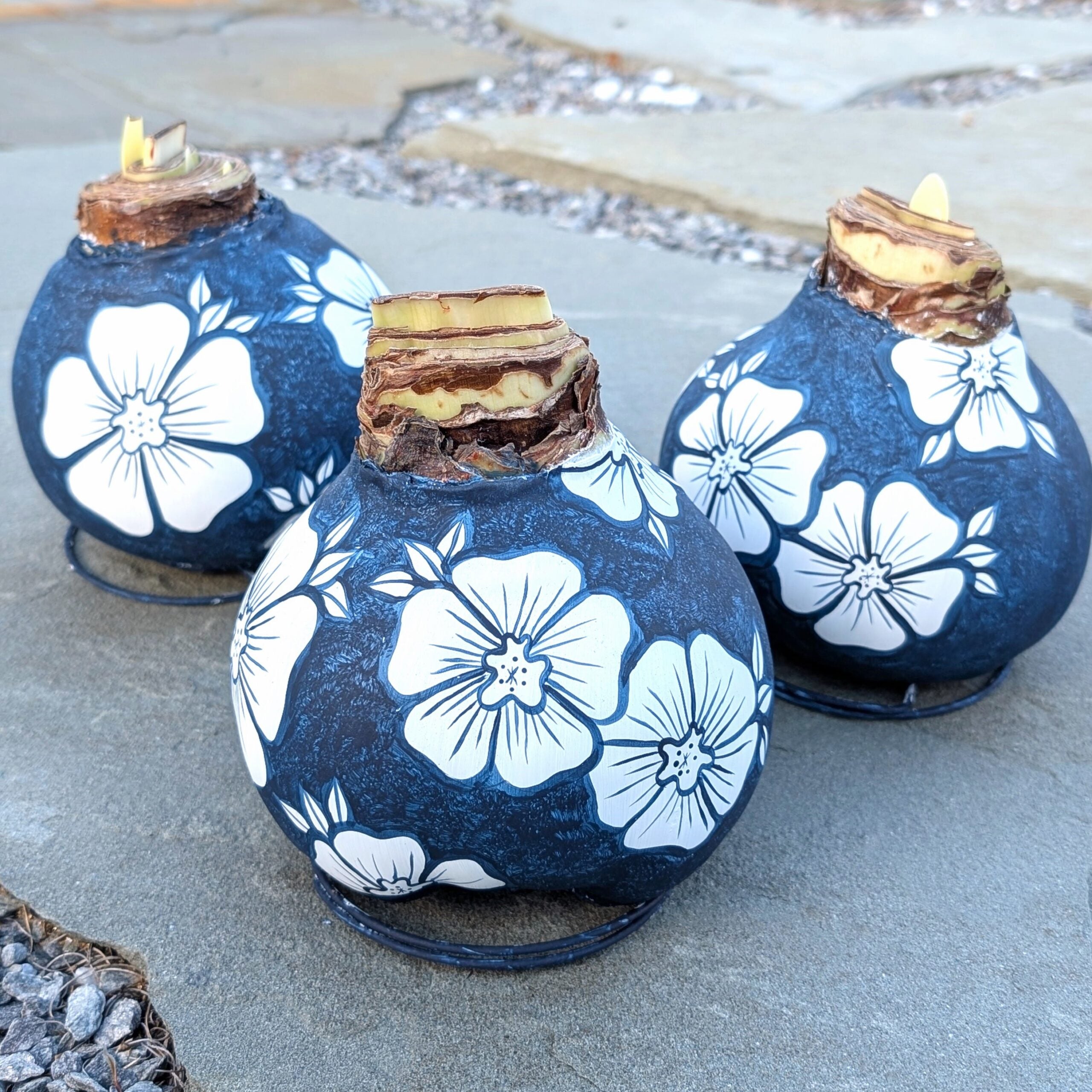Three Handpainted Floral Jumbo Waxed Amaryllis Bulbs, each with white floral designs on dark blue wax, are displayed outdoors on stone. All bulbs are sprouting, indicating they’re ready to grow.