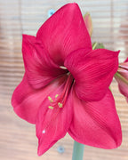 A close-up of a vibrant pink amaryllis flower with six trumpet-shaped petals, yellow stamens, and a pale green stem, set against a softly blurred light wood background.