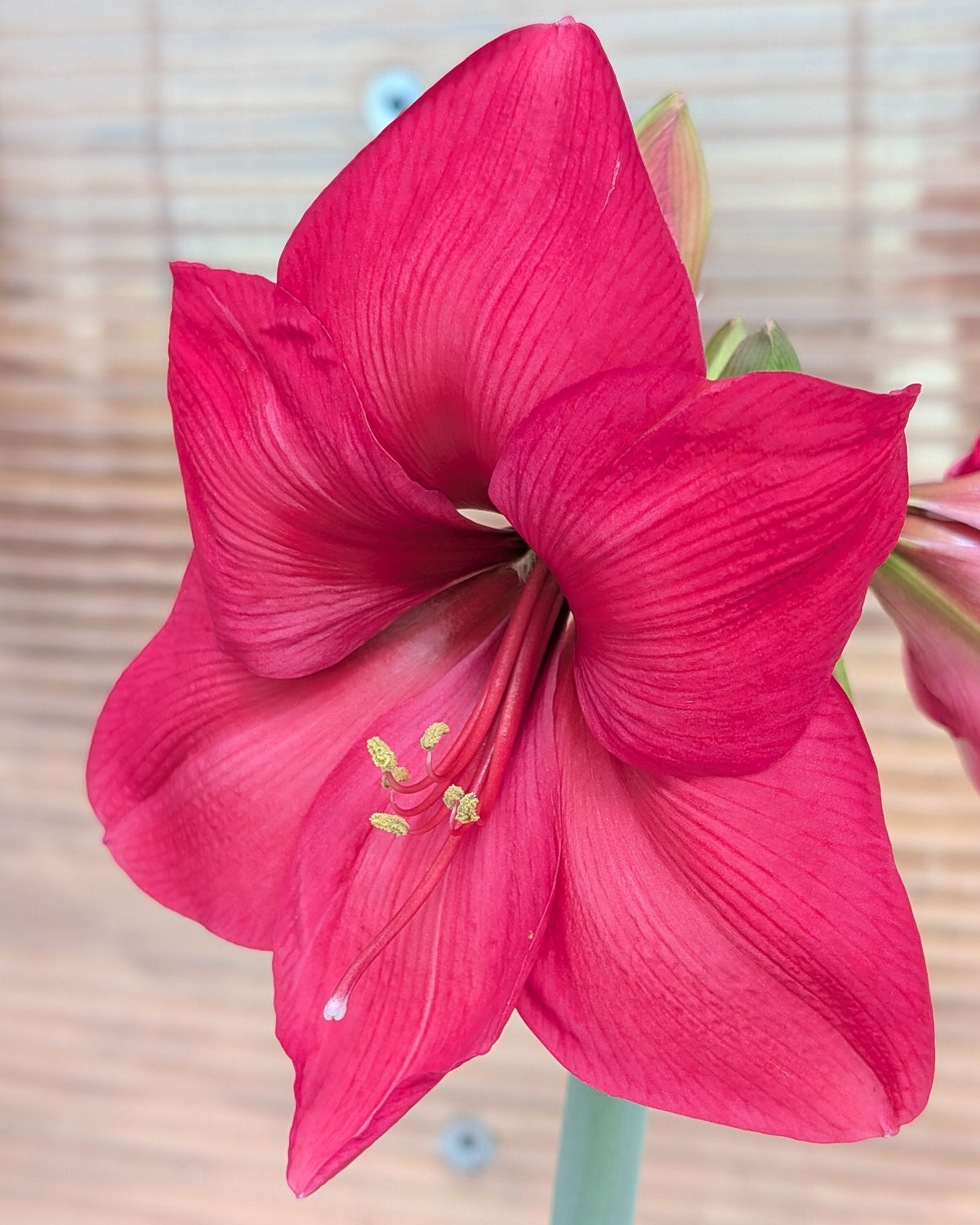A close-up of a vibrant pink amaryllis flower with six trumpet-shaped petals, yellow stamens, and a pale green stem, set against a softly blurred light wood background.