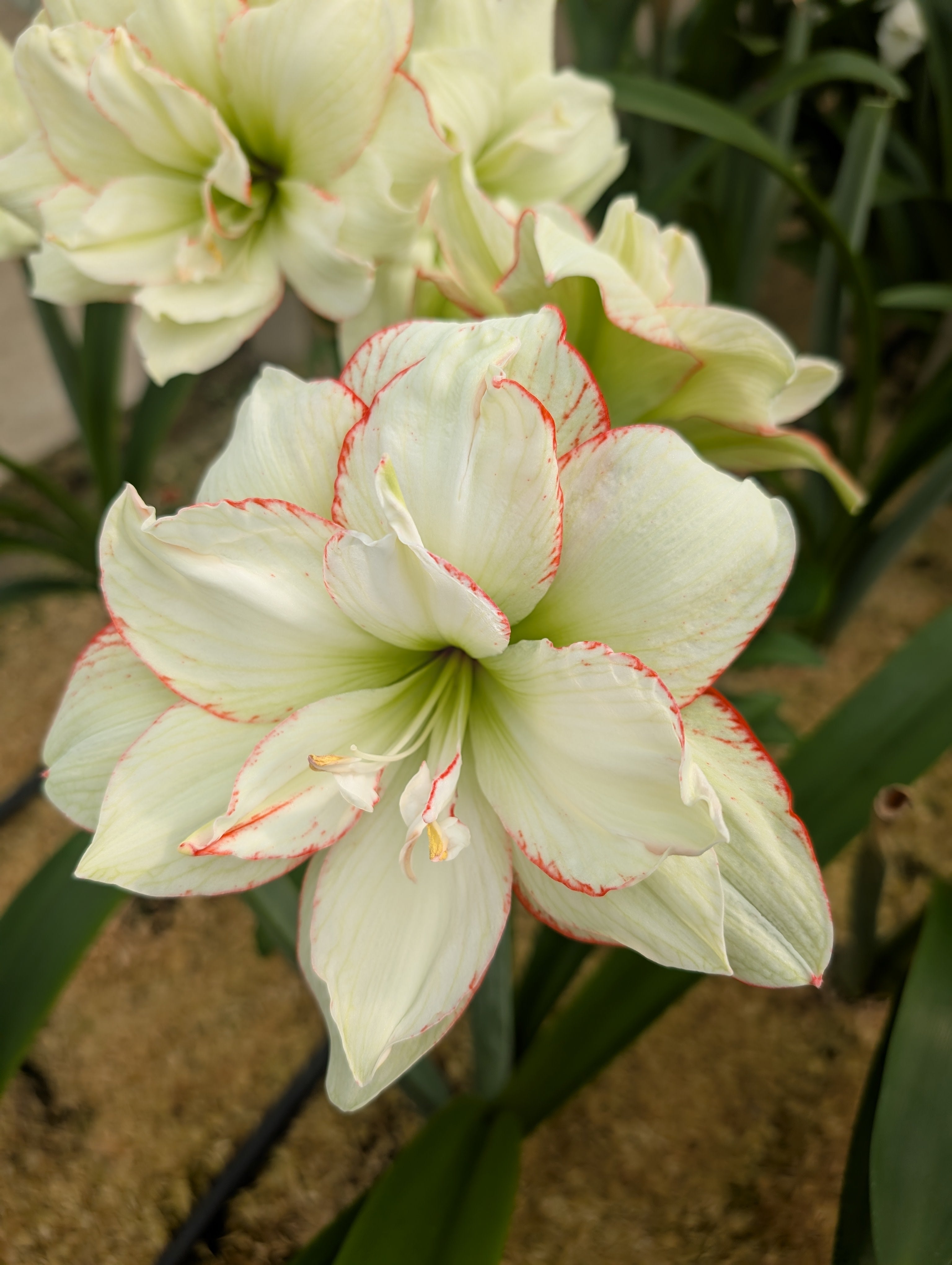 Picobello Majesty Amaryllis Bulbs – Bulb & Blossom