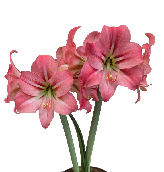 Light pink and white striped amaryllis blooming