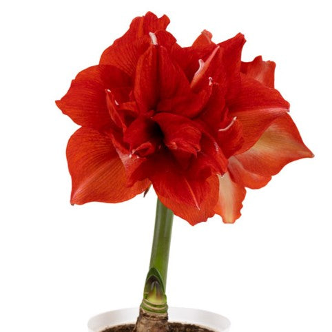 The Ragtime Amaryllis features multiple vibrant red blooms on a green stem, potted in white with soil, displayed against a plain white background.