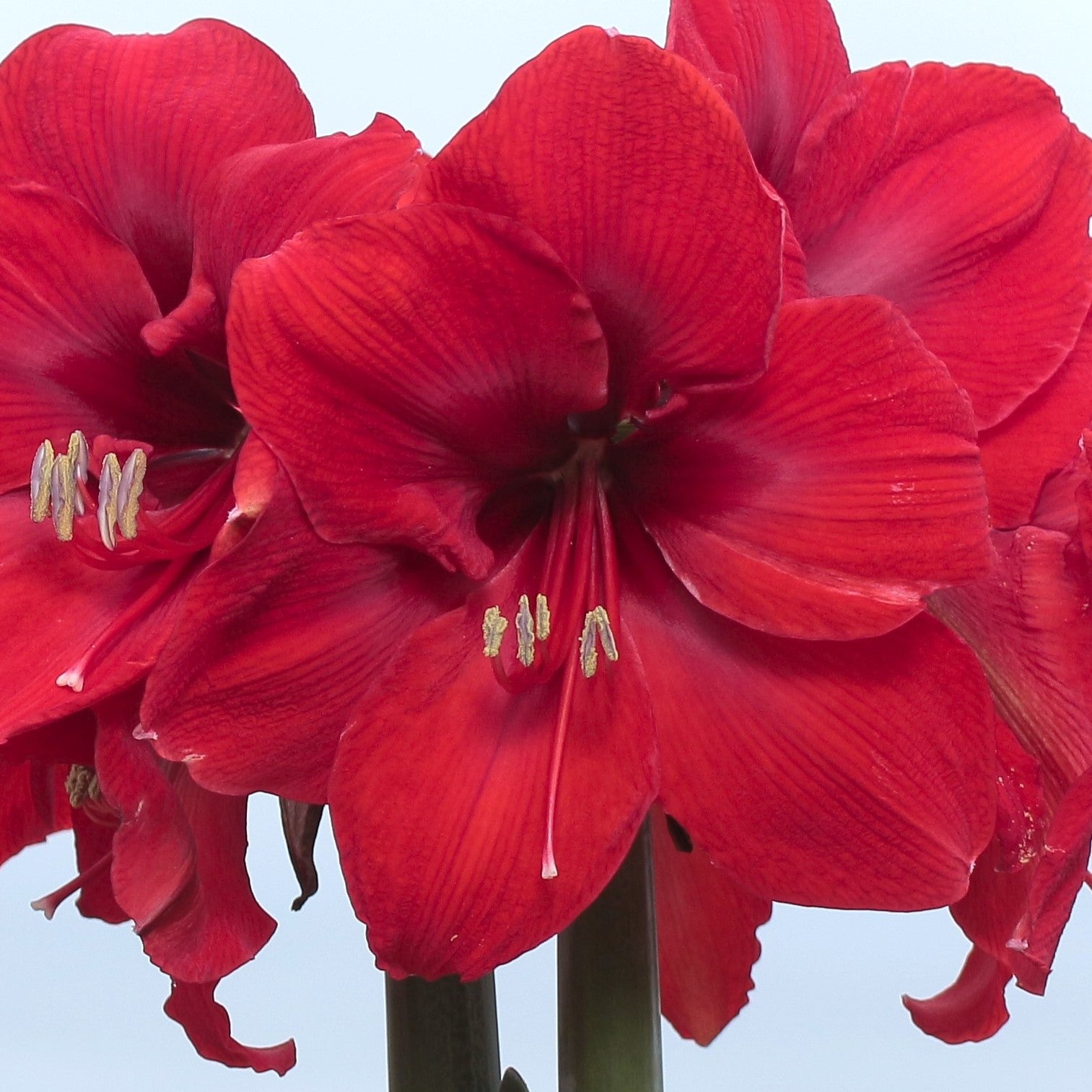 Close-up of Red Victory Amaryllis showing its vibrant, large open petals and prominent yellow stamens against a pale background.