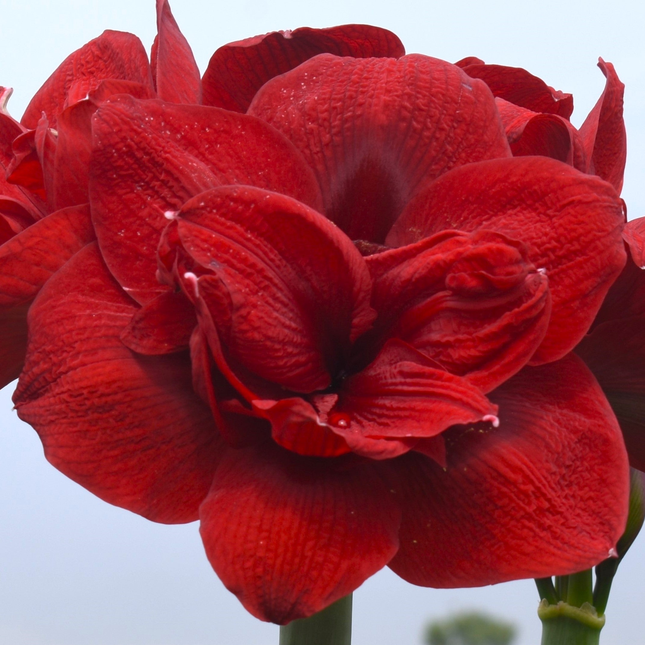 A close-up of the Red Symphony Amaryllis in full bloom, showcasing its large, layered petals and subtle textures against a soft light blue sky background.
