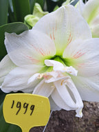 Double amaryllis Snow Glory produces large white blooms with delicate red veining