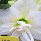 Snow Glory Amaryllis has large double white blossoms with delicate red streaks.