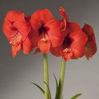 Red Souvereign amaryllis produces large red orange blossoms with multiple flowers per stalk.