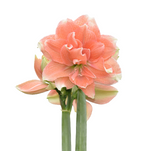 Tika Amaryllis Collection