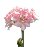 Tika Amaryllis Collection