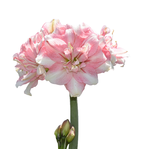 Tika Amaryllis Collection