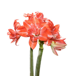 Red and yellow striped amaryllis blooms