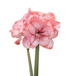 Tika Amaryllis Collection