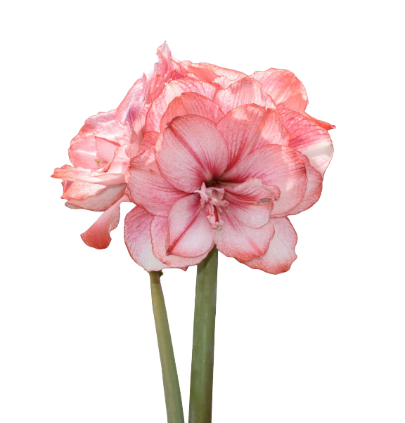 Tika Amaryllis Collection