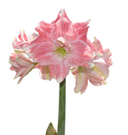 White and pink striped amaryllis blooming