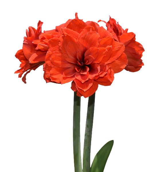 Tika Amaryllis Collection