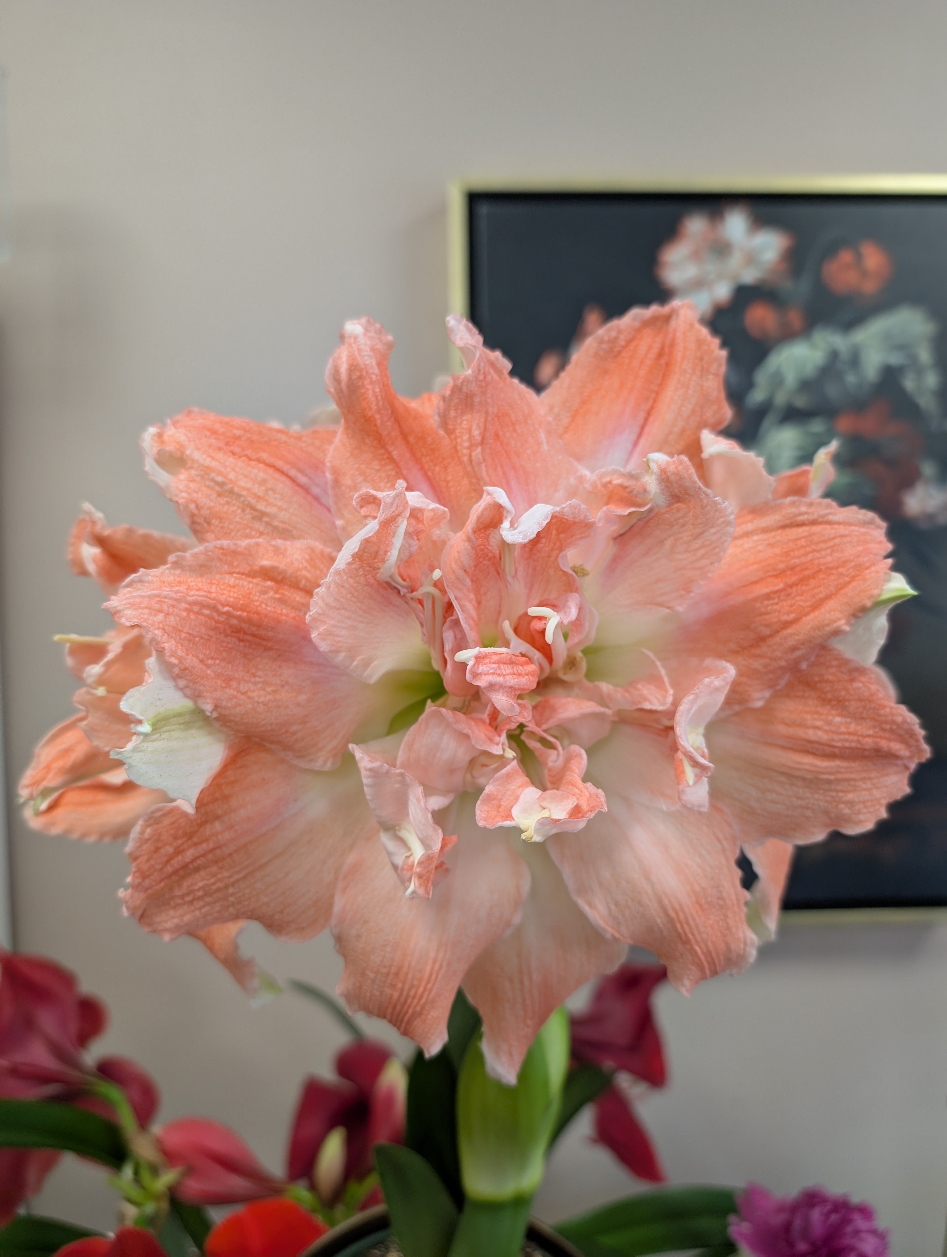 Orange frilled amaryllis blooming closeup in front of painting of flowers