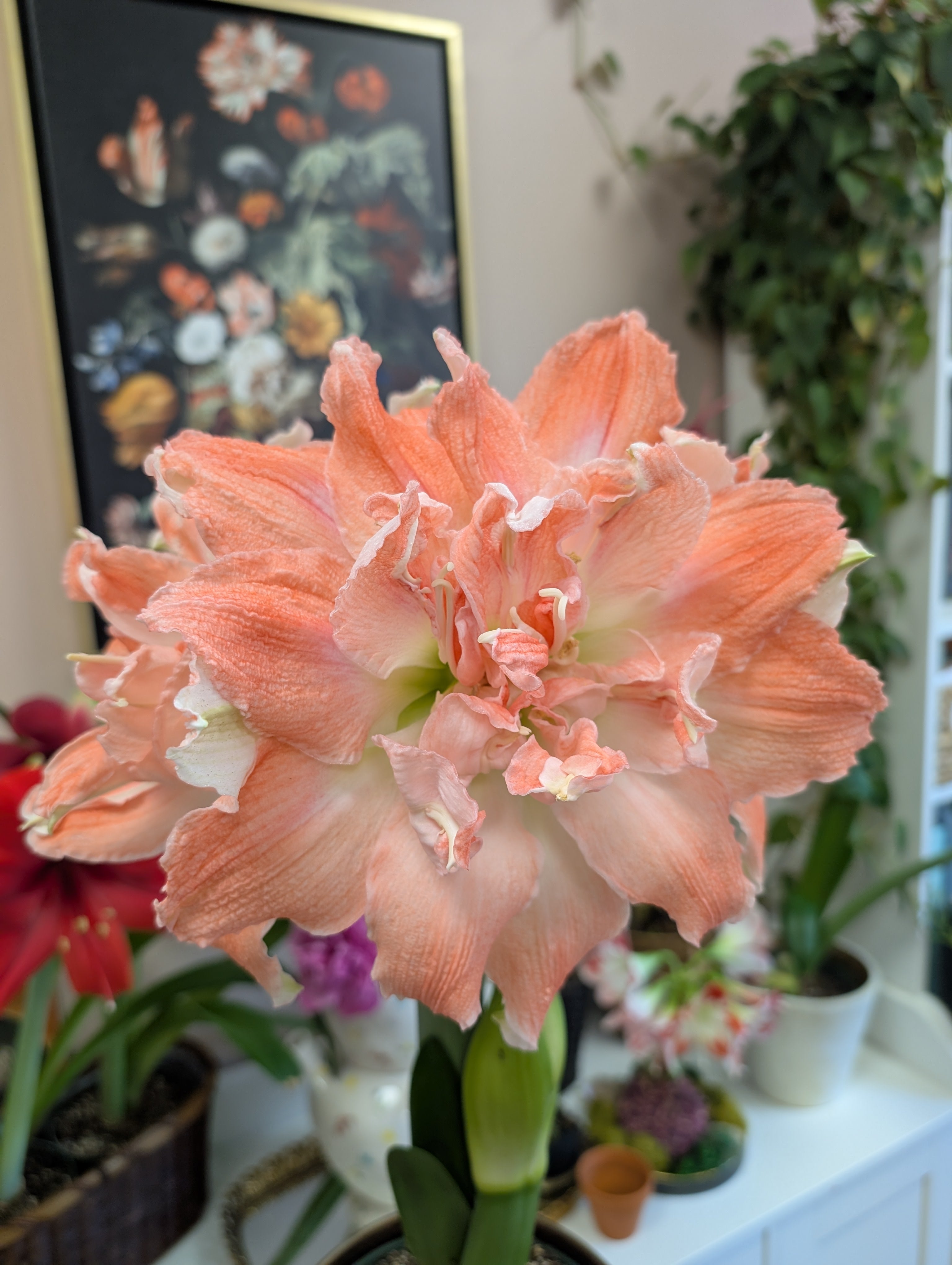 Frilly orange and white amaryllis blooming with blurred background