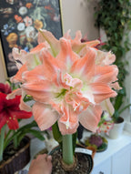 Frilly orange and white amaryllis blooming in green pot held in front of a painting of flowers
