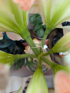 Top down view of amaryllis stalk with 6 stems