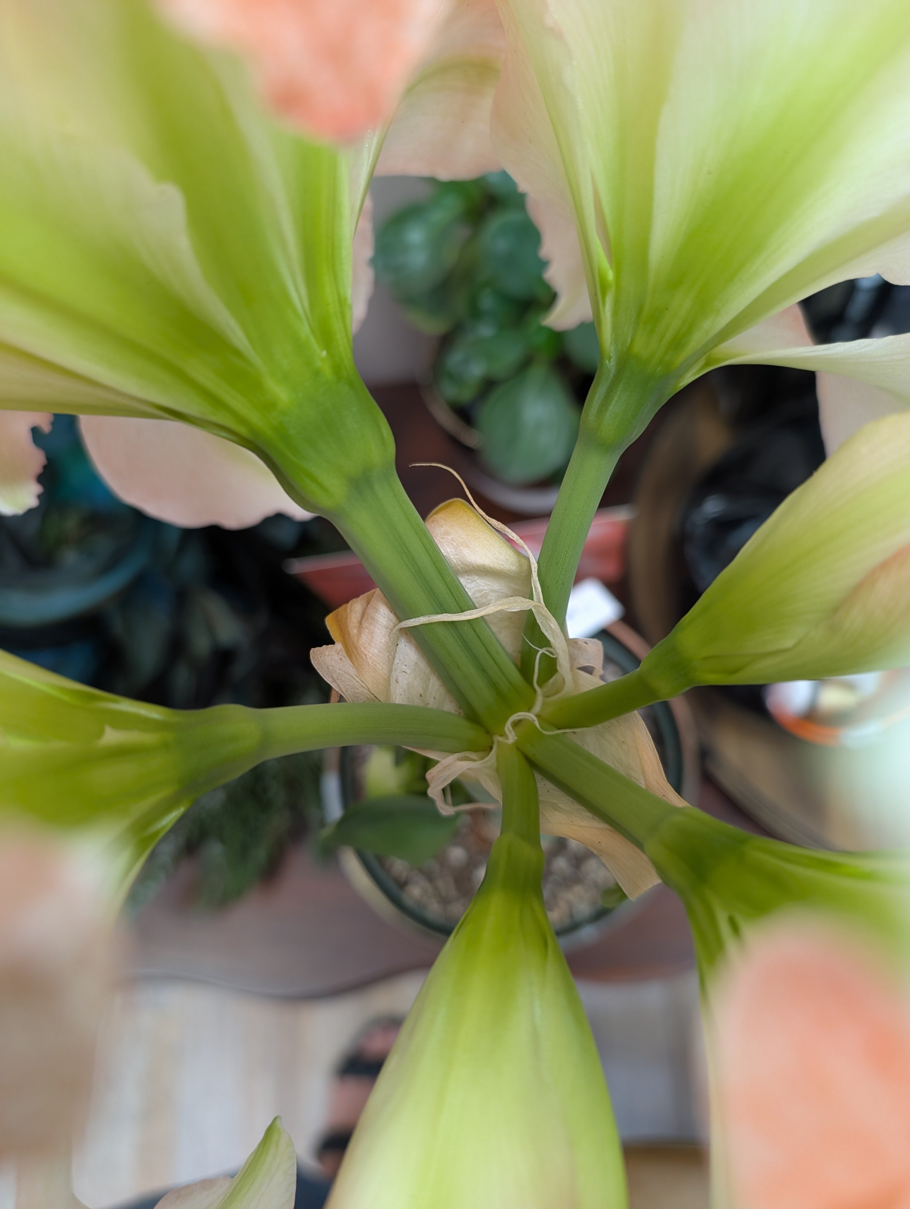 Top down view of amaryllis stalk with 6 stems