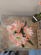 White and pale orange frilly amaryllis blooms on wooden table