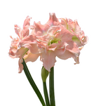 Tika Amaryllis Collection