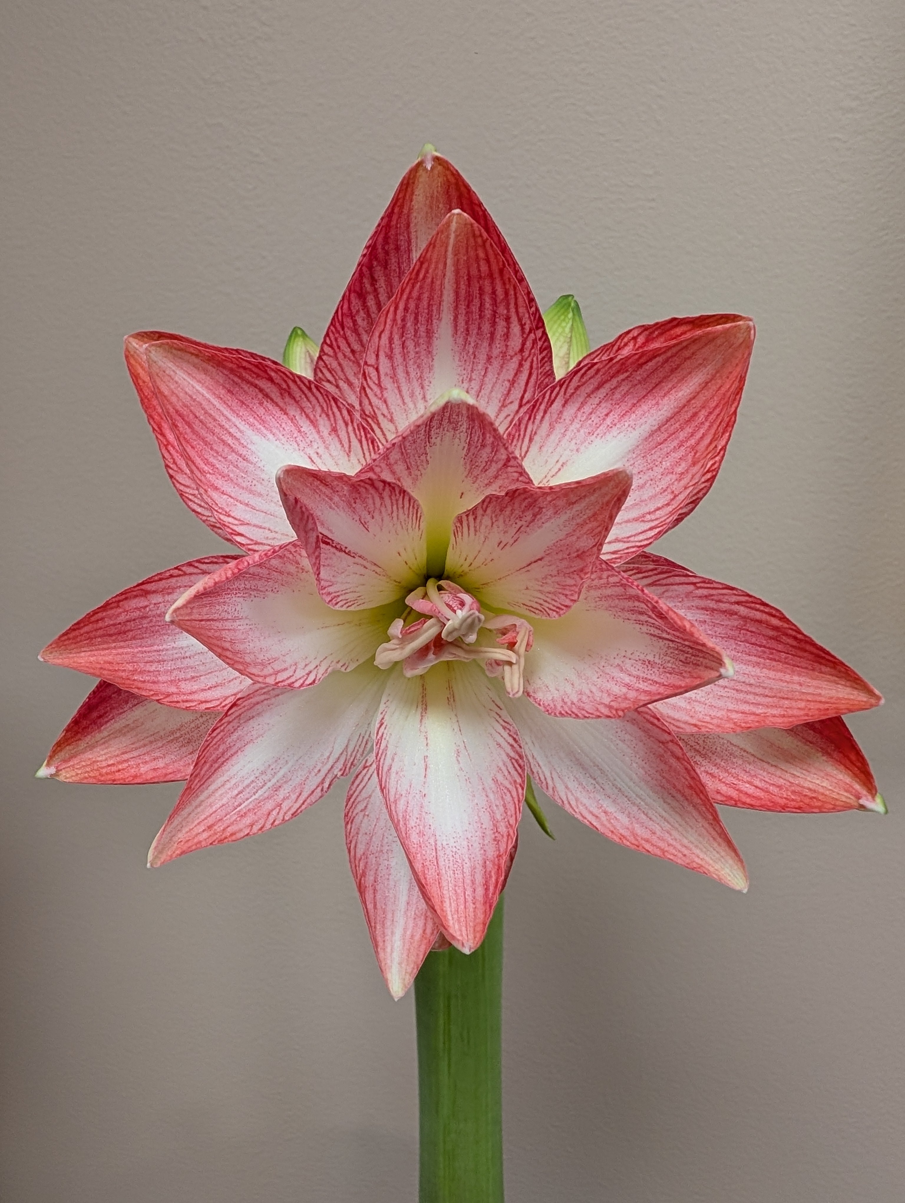 White amaryllis with pink tips and stripes blooming
