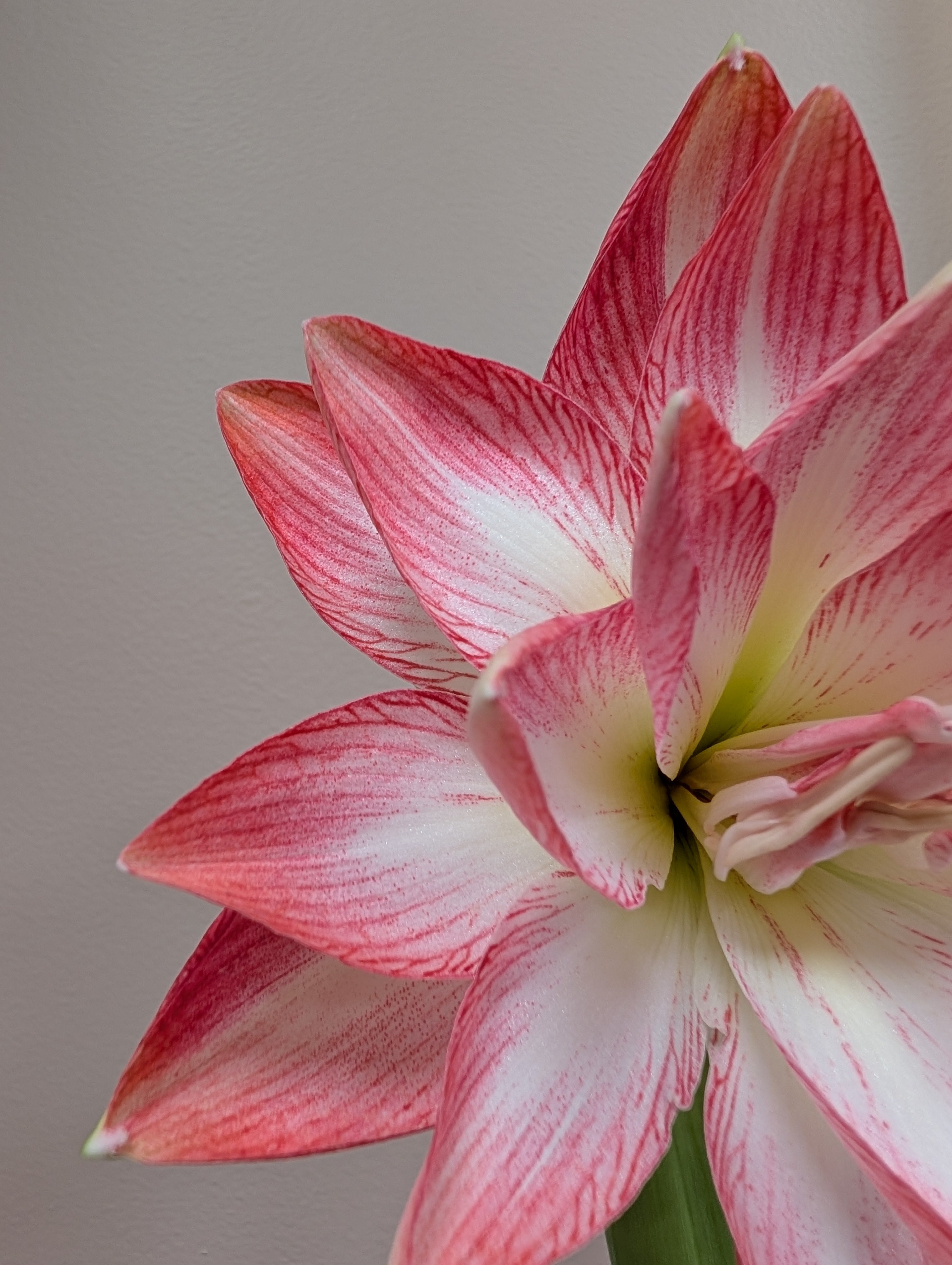 Closeup of white amaryllis with pink tips and stripes