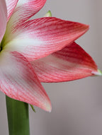 Closeup of white amaryllis with pink tips and stripes