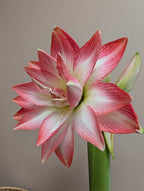 White amaryllis bloom with pink tips and stripes