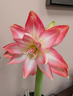 White amaryllis with pink tips and striped blooming