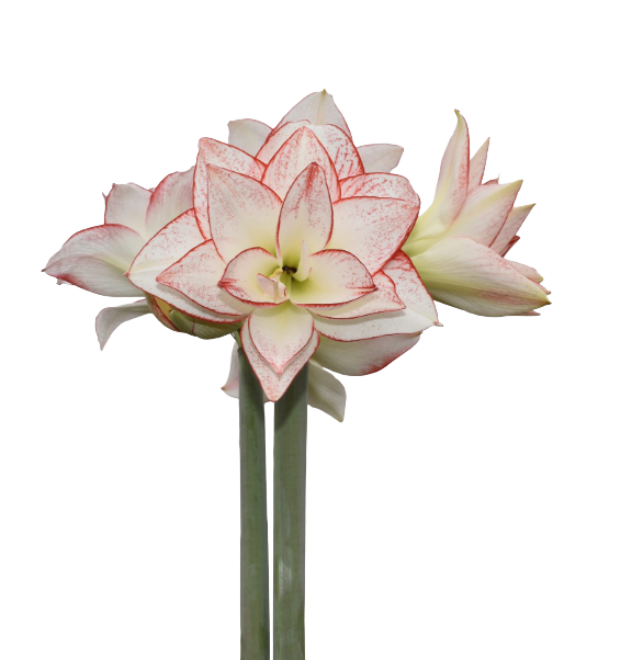 Tika Amaryllis Collection