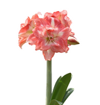 Pink and white striped amaryllis blooming