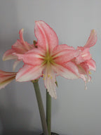 Pale pink and white amaryllis blooming