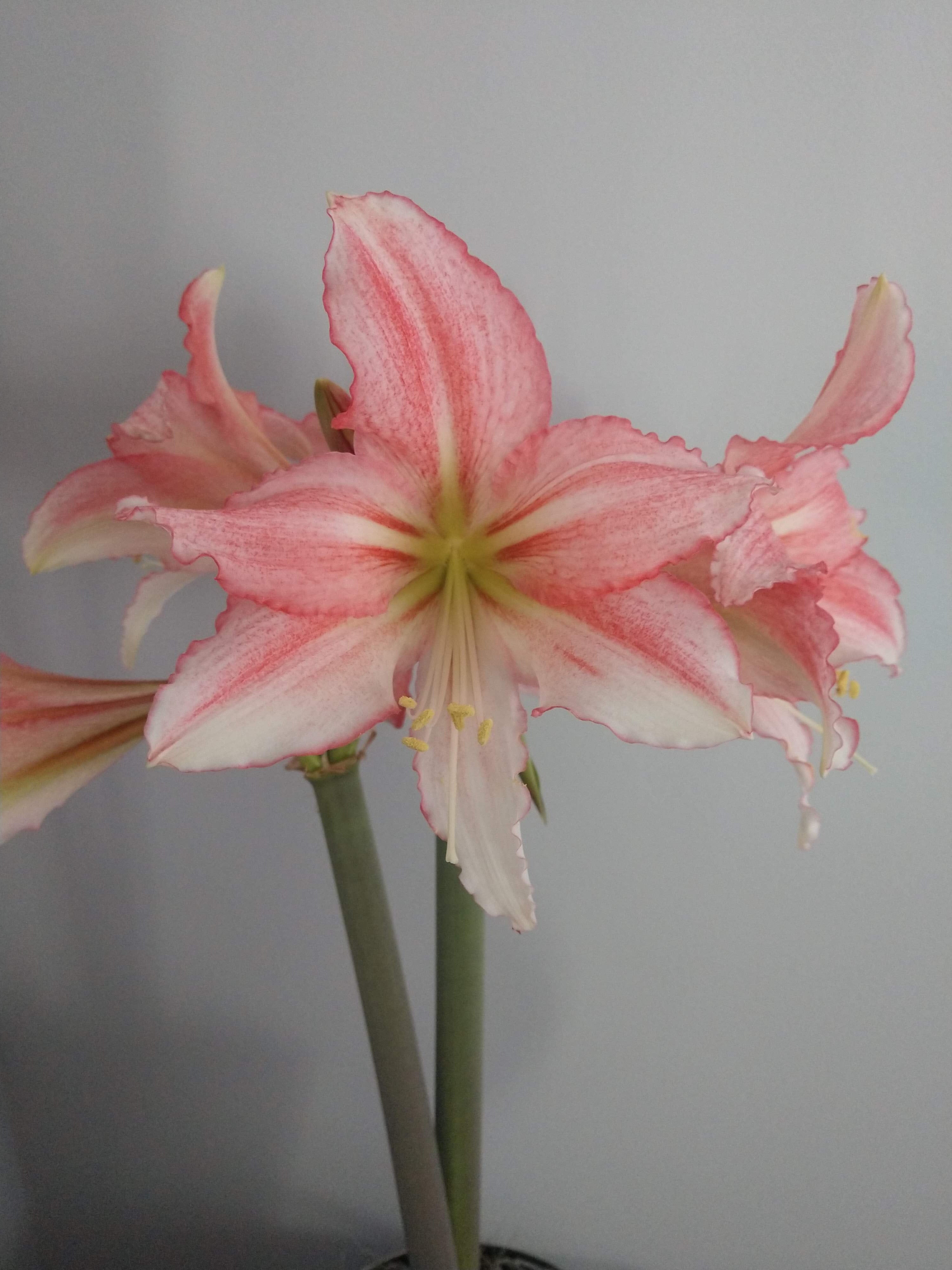 Pale pink and white amaryllis blooming