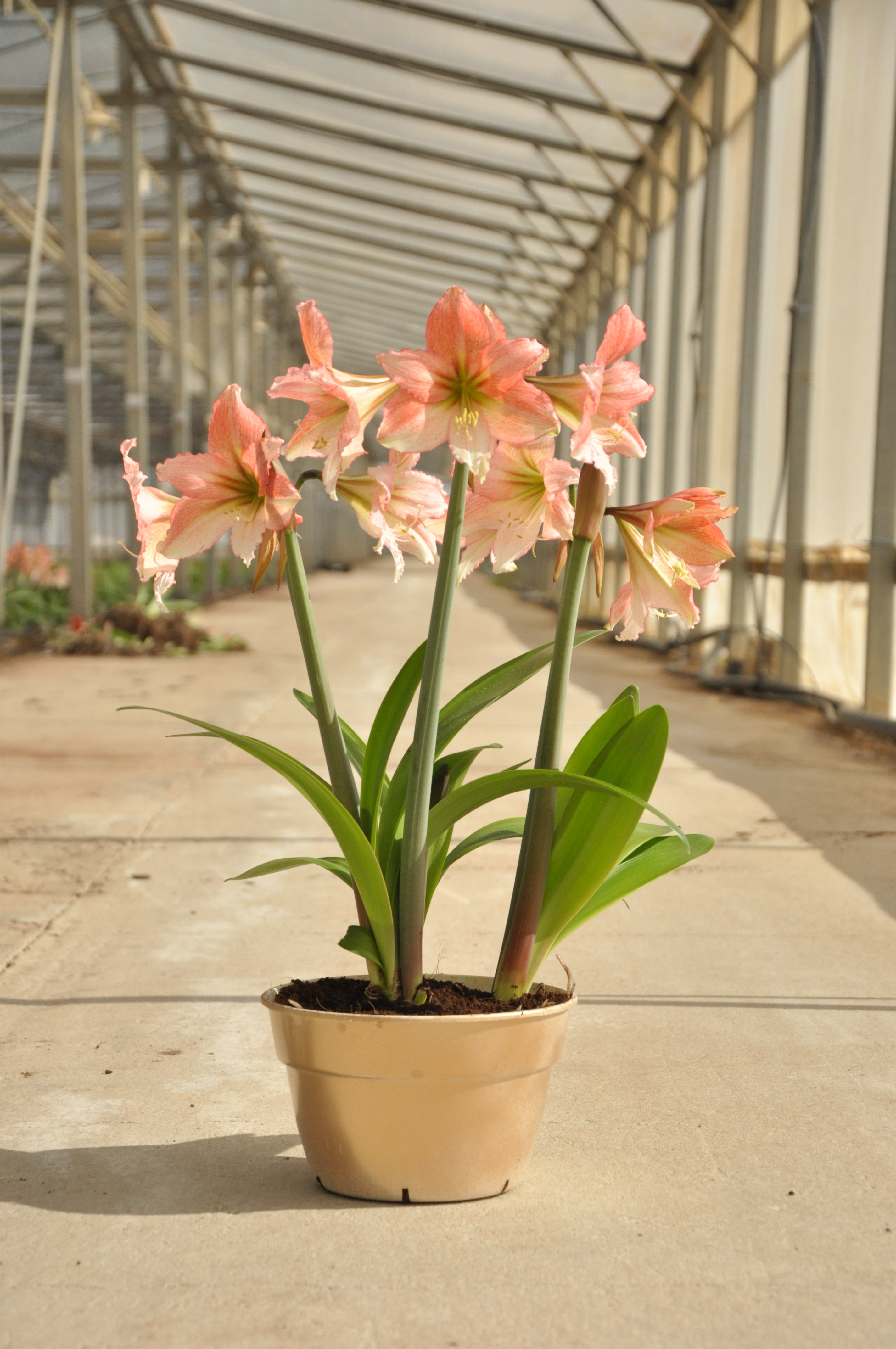 Frilly white and pink amaryllis blooming in plain container