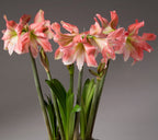 Several frilly white and pink amaryllis blooms