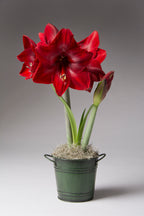 Red amaryllis blooming in green bucket