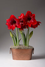 Several bright red amaryllis blooming in a mossed copper tub