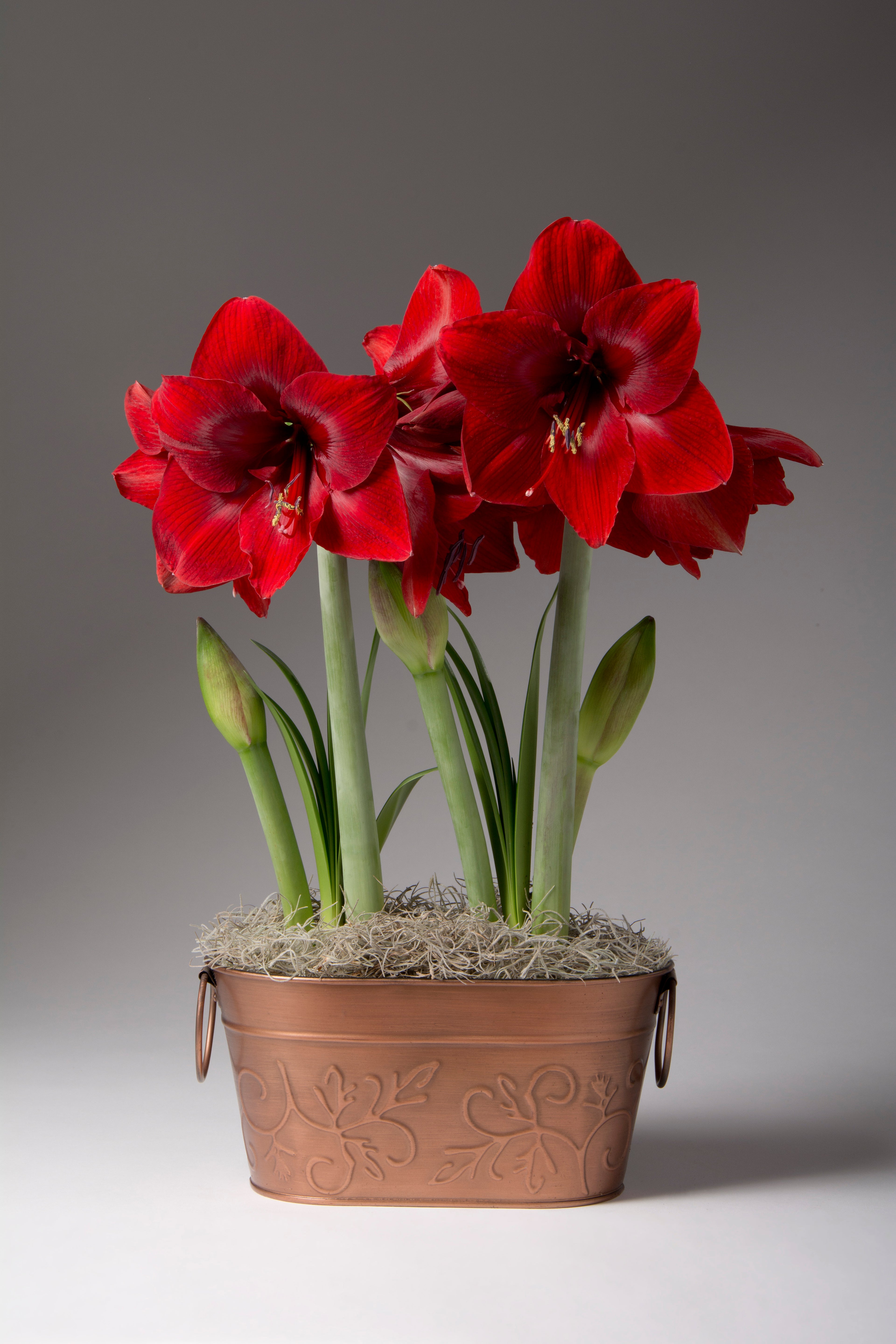 Several bright red amaryllis blooming in a mossed copper tub