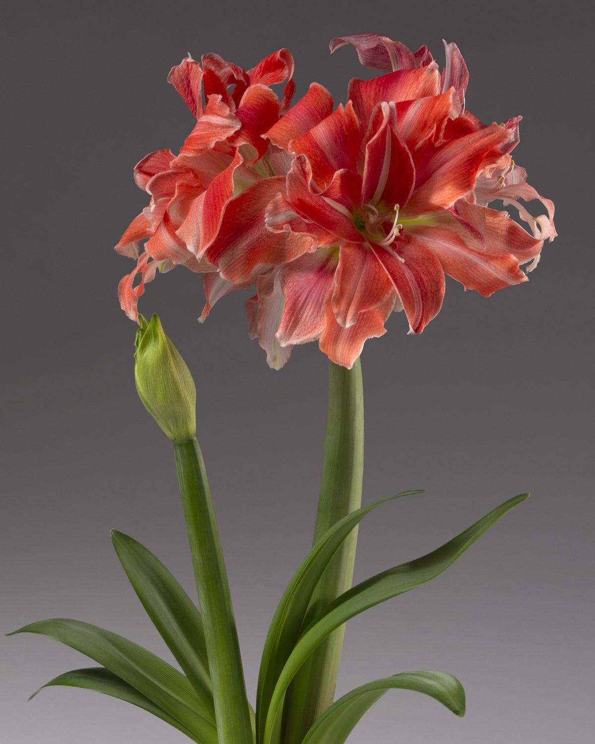An amaryllis sprouting from a base of spanish moss, has one stem topped with frilled double coral-pink flowers, and a second stem in bud, with several long green leaves between them.