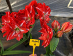 A grouping of double amaryllis blooms with red and white stripes is sprouting from ground covered in black weed block fabric while a hand holding a numbered yellow ID tag is visible in the foreground.