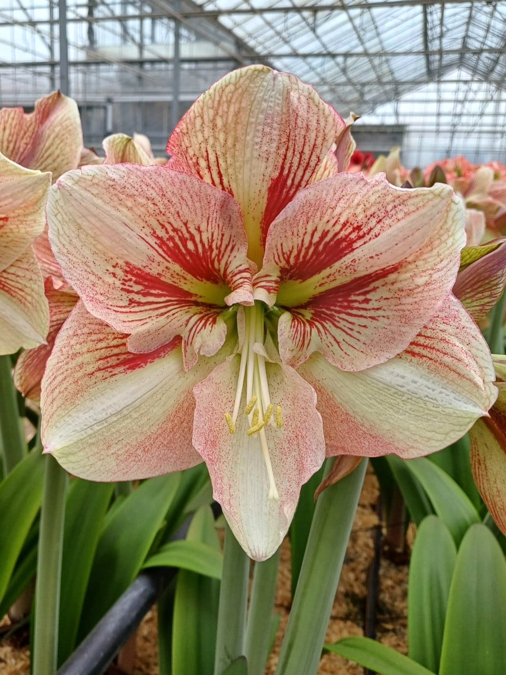 A large amaryllis blossom in shades of pink and red grows in a greenhouse setting with rows of flowers in the background and glass panels visible above.