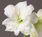 A close-up of an Alfresco Amaryllis - Bare Bulb in full bloom, displaying its delicate petals and soft green center. A partially opened bud is visible below the main flower against a plain gray background.