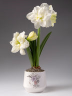 Two stalks of double white amaryllis blossoms with green leaves in a white ceramic pot with a floral illustration, set against a dark gray gradient background.