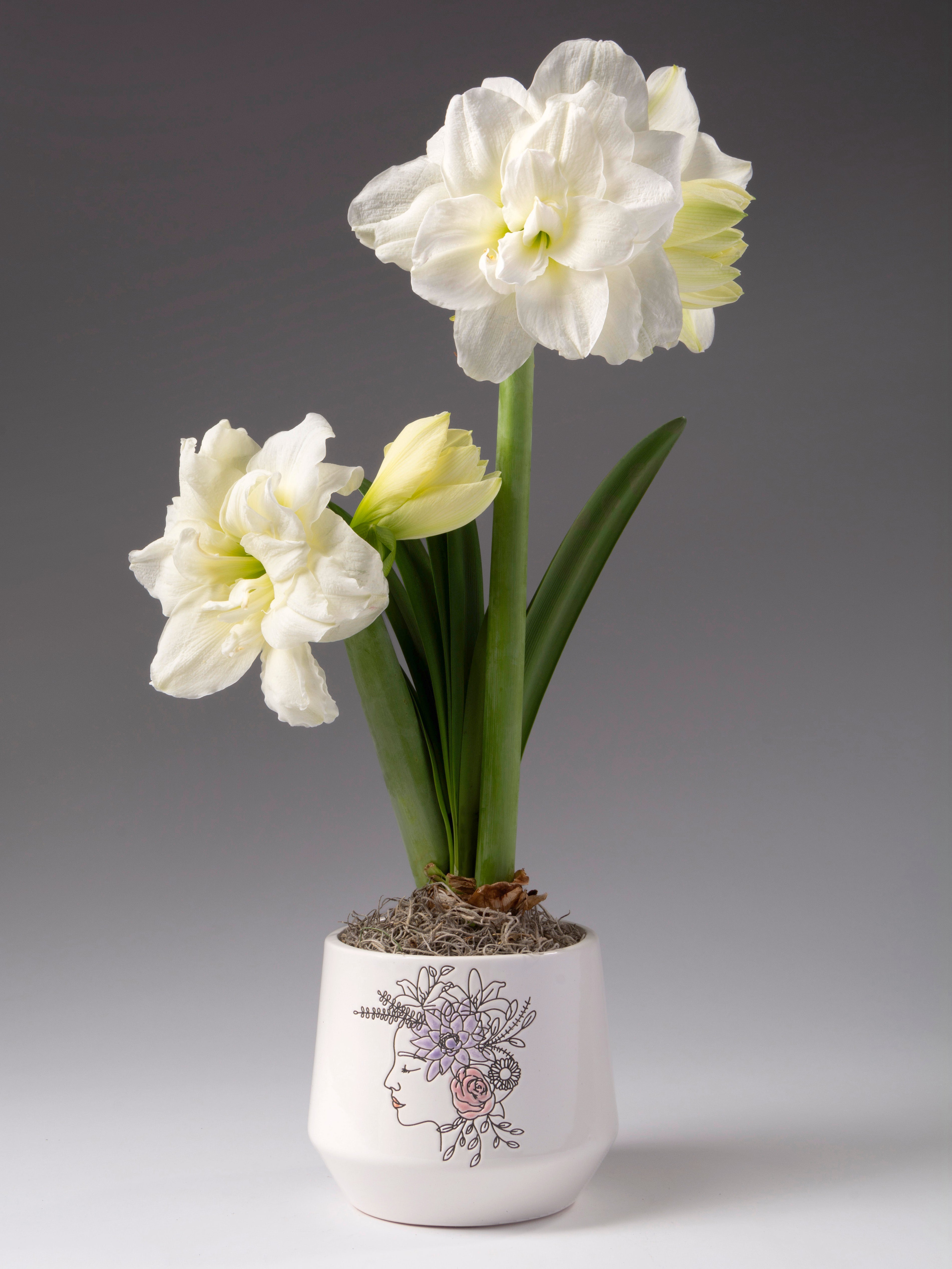 Two stalks of double white amaryllis blossoms with green leaves in a white ceramic pot with a floral illustration, set against a dark gray gradient background.