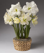 An Alfresco Amaryllis - Potted Trio arrangement: a woven basket filled with white amaryllis flowers in full bloom, featuring dark green stems and leaves emerging from a bed of moss. The background is a plain, neutral grey.